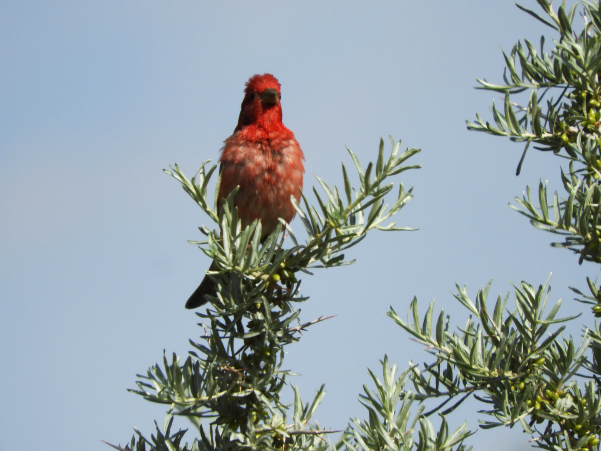 Common Rosefinch
